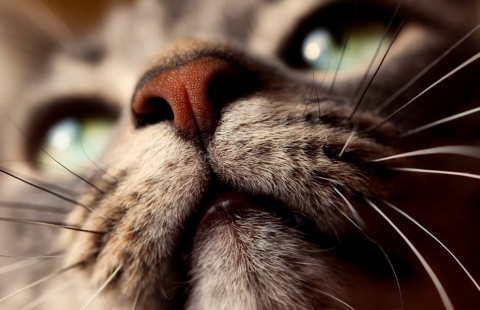 Helping your cat accept having its mouth checked – video