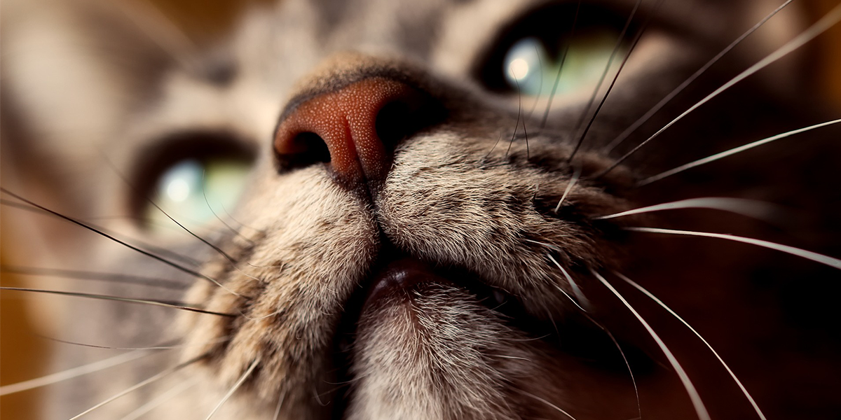 Helping your cat accept having its mouth checked – video