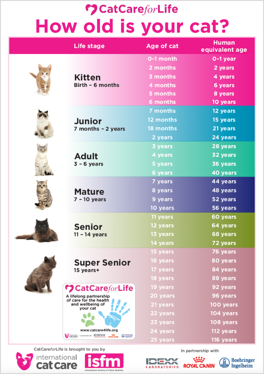 Image result for cats age vs human