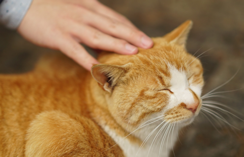 How to touch and stroke a cat – video