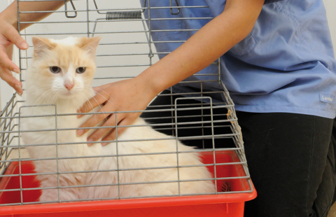 Putting your cat in a cat carrier – video