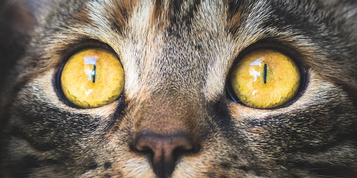 Caring for your cat’s eyes