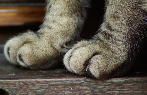Declawing in cats: why it is unacceptable