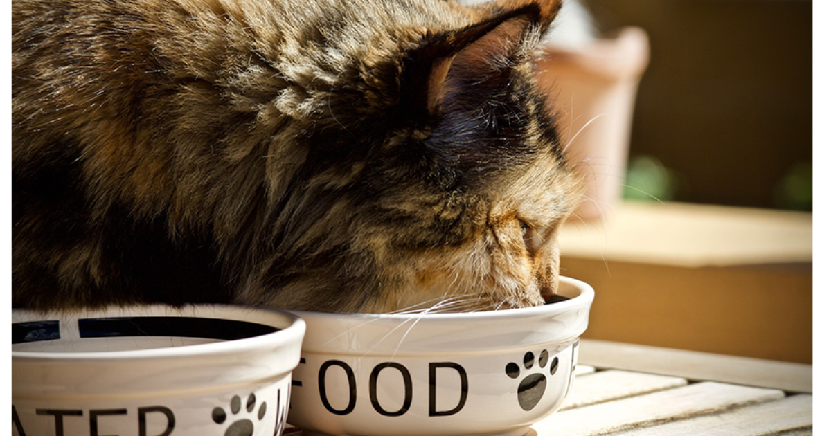How much wet and dry food to feed a cat What Should I Feed My Cat Wet Or Dry Food International Cat Care