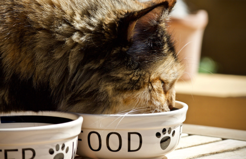 What should I feed my cat? Wet versus dry food