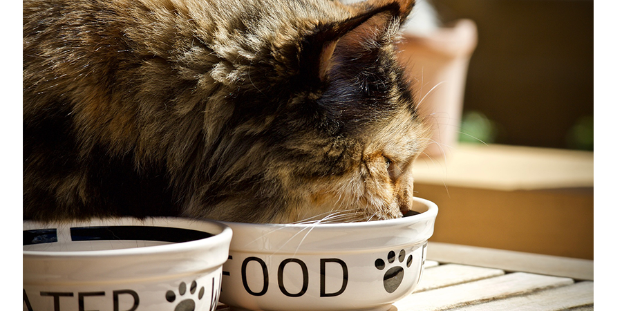 best food for cats with dry skin