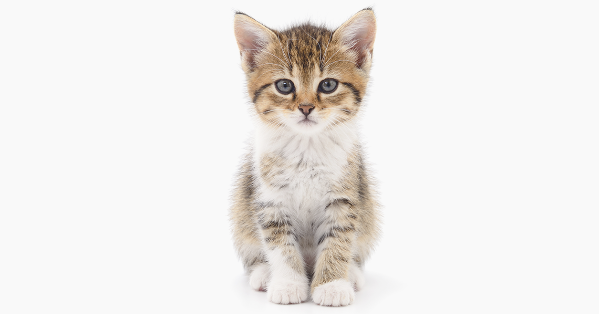 Download Avoid heartache with The Kitten Checklist | International ...