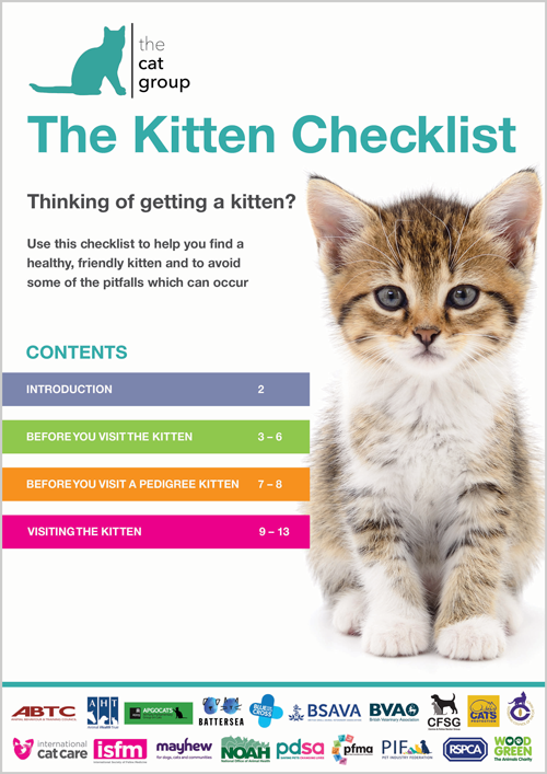 how to pet a kitten
