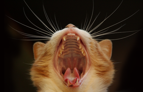 Dental Disease in Cats
