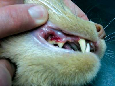 løn Træ bunker Dental Disease in Cats | International Cat Care