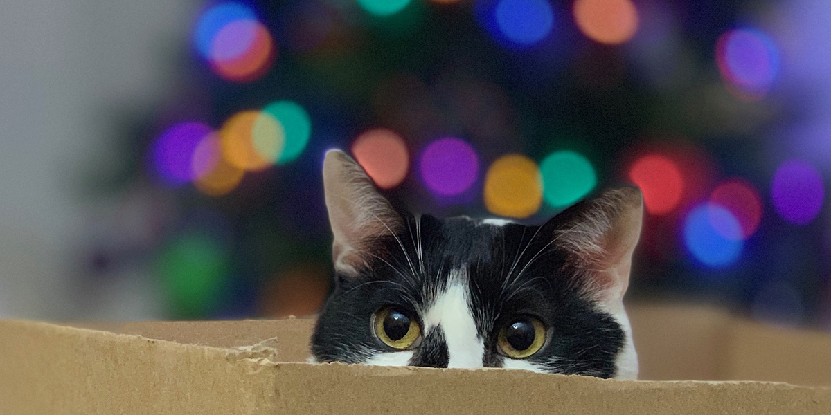 Christmas safety for your cat