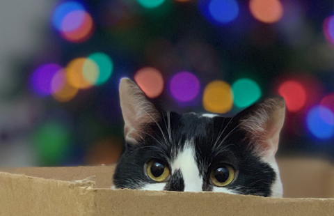 Christmas safety for your cat