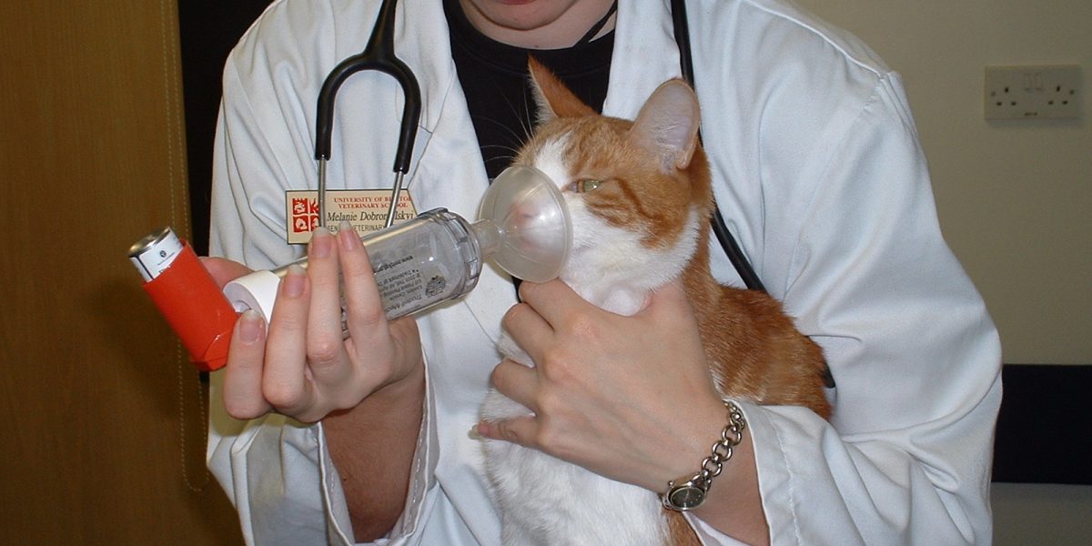 Is your cat asthmatic? | International 