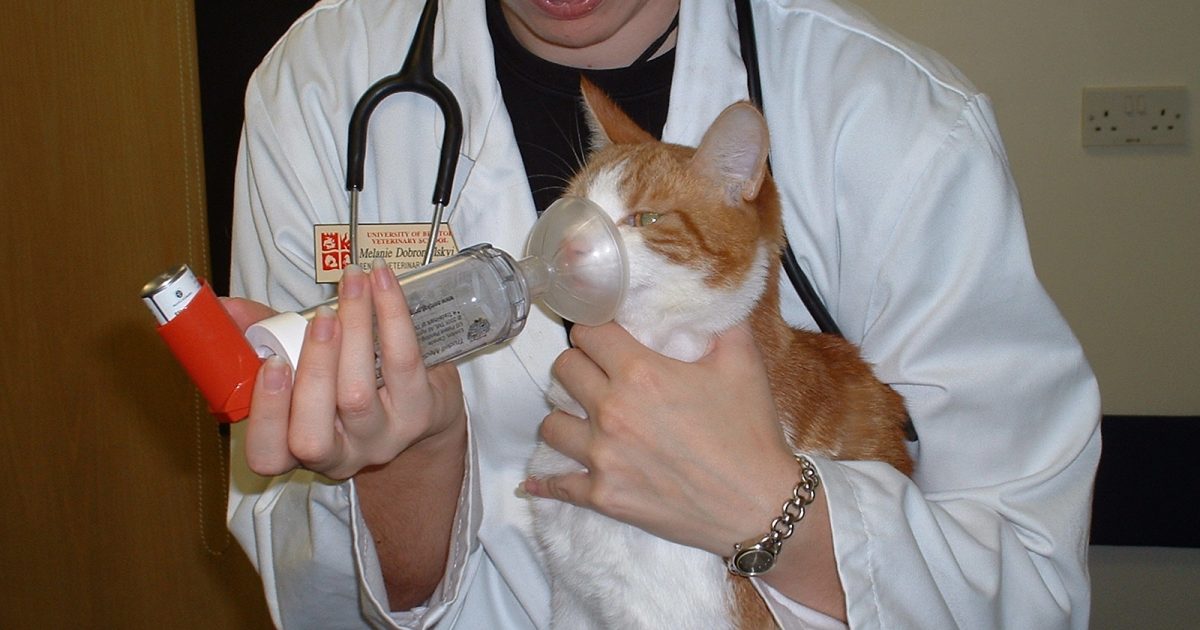 Is your cat asthmatic? | International 