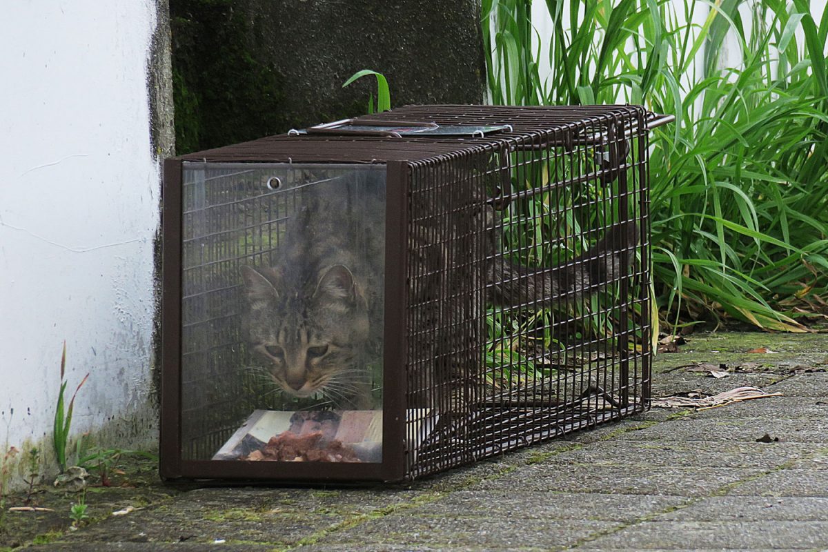 Trapping  International Cat Care