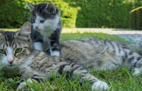 Mum’s the word: Exploring the relationship between kittens and their mothers