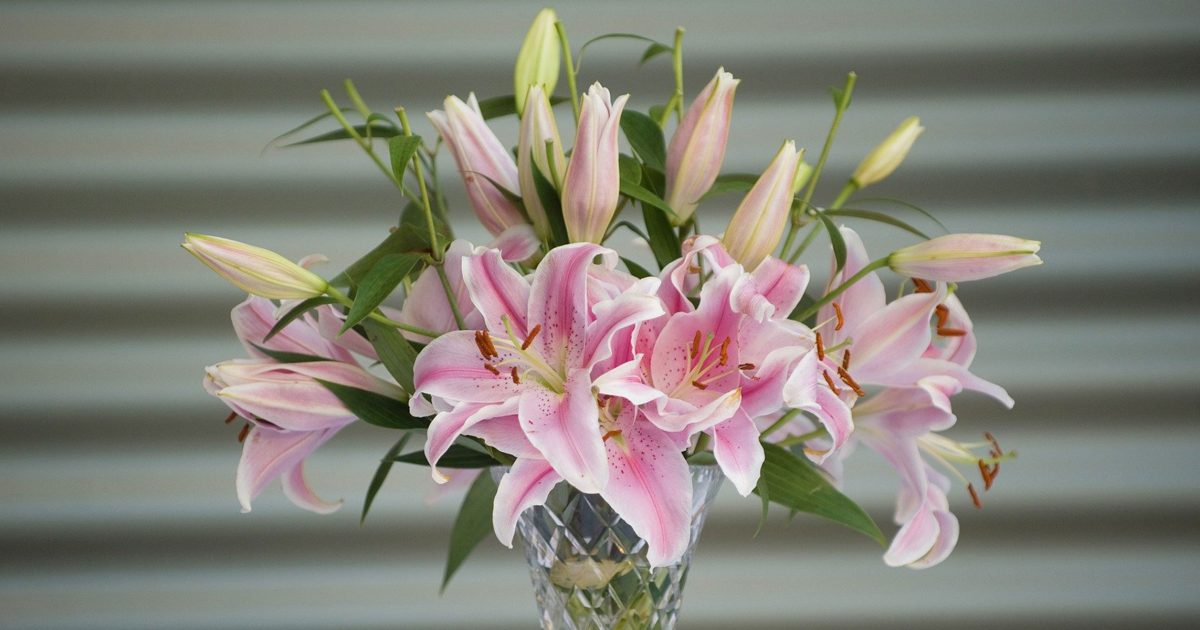 Avoid Lilies This Mothers Day International Cat Care