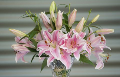 Avoid lilies this Mother’s Day