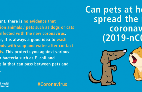 Can cats spread the new coronavirus?