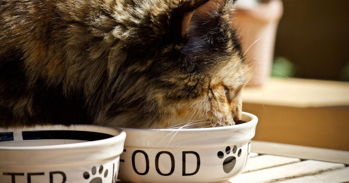 Feeding cats creatively | International Cat Care
