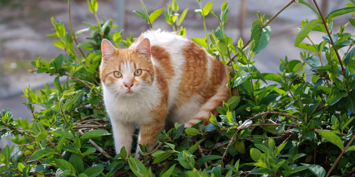 Keeping Cats Safe: Plants and cats