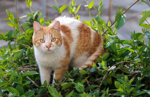 Keeping Cats Safe: Plants and cats