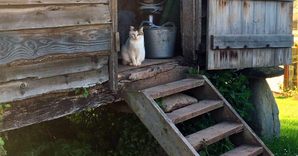 Winter outdoor cat house : r/catcare