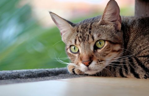 The iCatCare Feline Wellbeing Panel: your questions answered