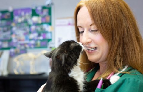 iCatCare supports veterinary nurses