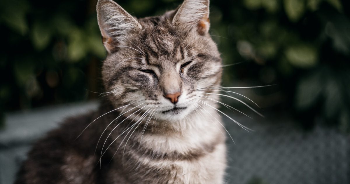 Top Tip Understanding cat blinks! International Cat Care