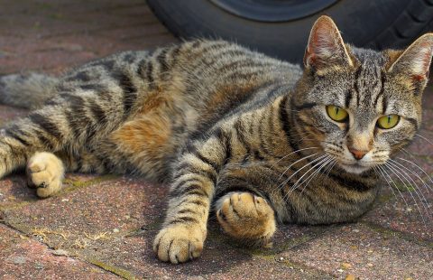 Keeping Cats Safe: Cats and household chemicals