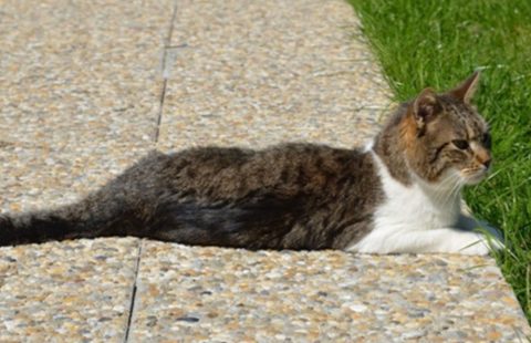 Buffy’s story – How introducing Cat Friendly Homing makes a difference, one cat at a time