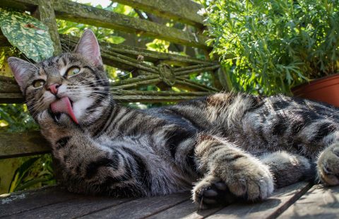 Keeping Cats Safe: Disinfectants