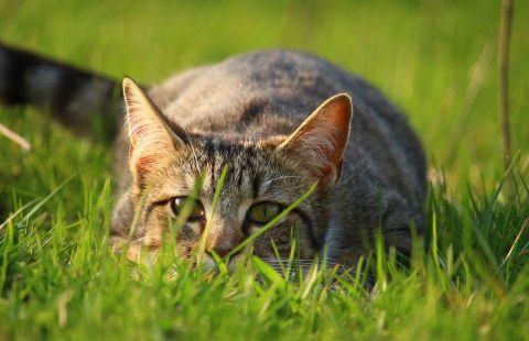 Keeping Cats Safe: Weed killer