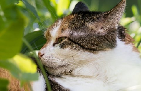 Spotlight on Science: Domestic cats (Felis catus) discriminate their names from other words