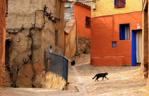 Spanish street cats