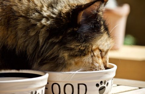 Spotlight on Science: Cats reorganise their feeding behaviour when moving from ad libitum to restricted feeding