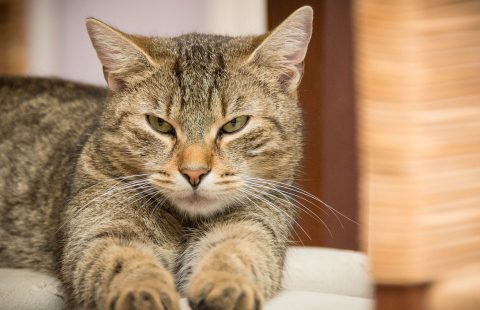 Stress reported as major barrier to cats visiting the vet
