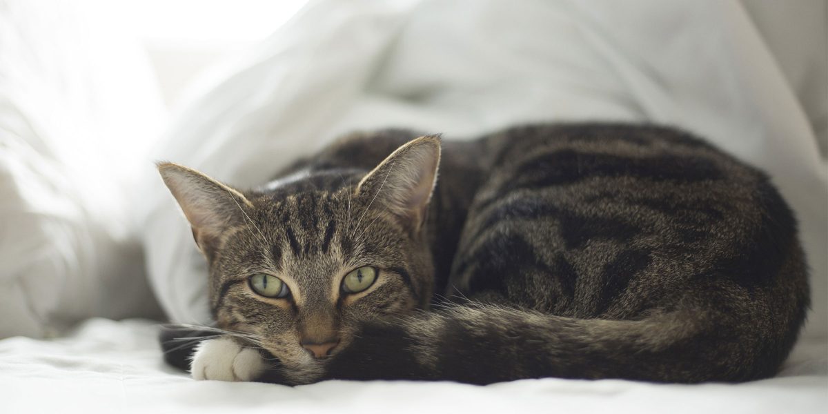 Keeping Cats Safe: Paracetamol