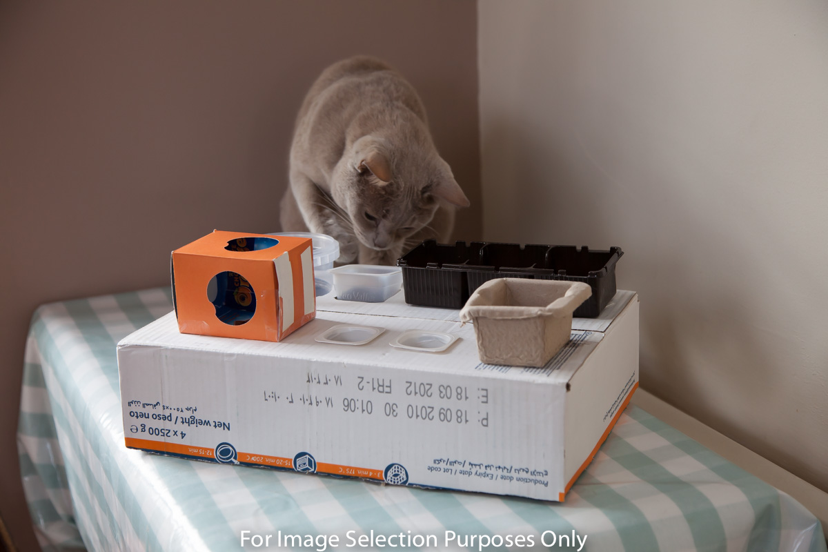 How to make a puzzle feeder for your cat 