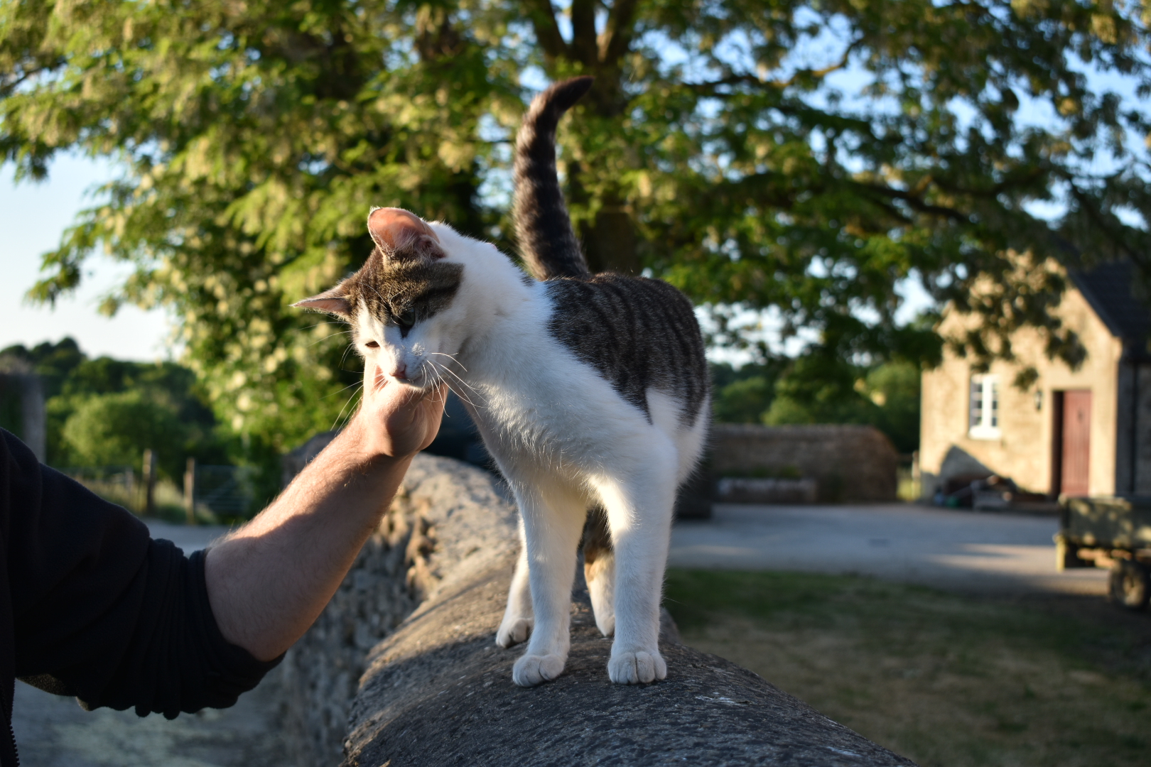 Top Tip: How to greet a cat | International Cat Care