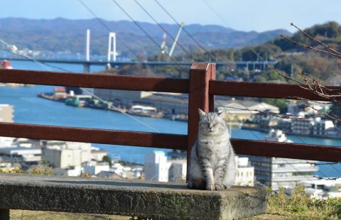 The effect of communal litter box provision on the defecation behaviour of free-roaming cats in old-town Onomichi, Japan