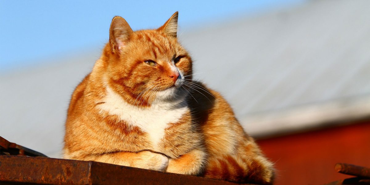 Spotlight on Science: Prevalence of Disease and Age-Related Behavioural Changes in Cats: Past and Present.
