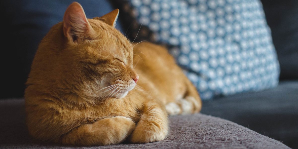 A look back at the trends affecting the mental wellbeing of cats in 2020 and predictions for 2021