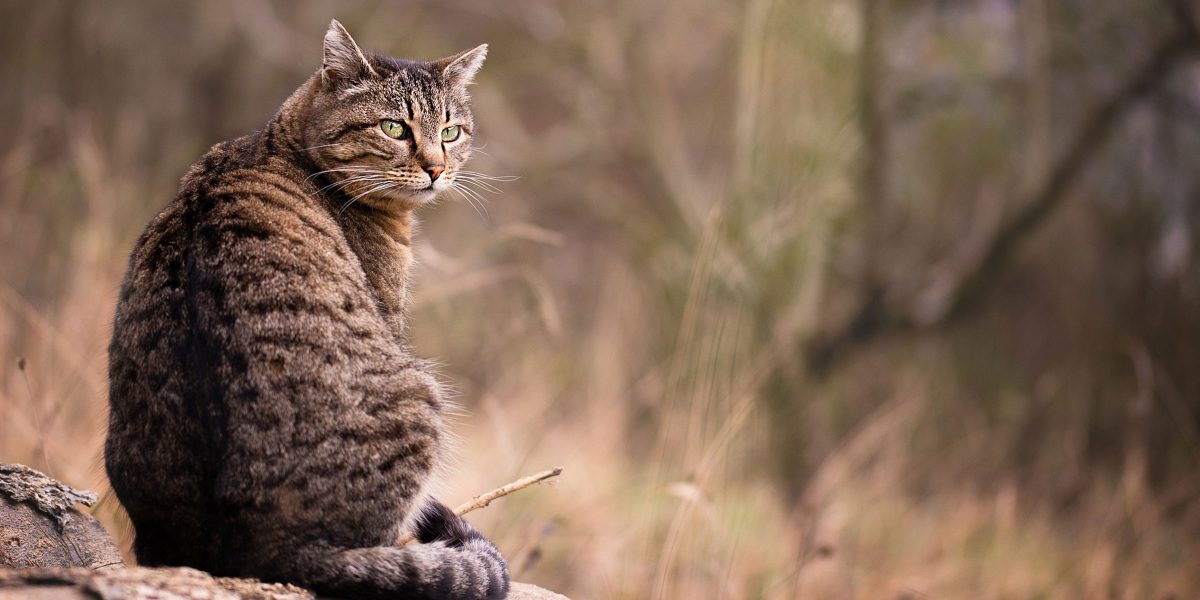 Cat Friendly Homing – What is an inbetweener?