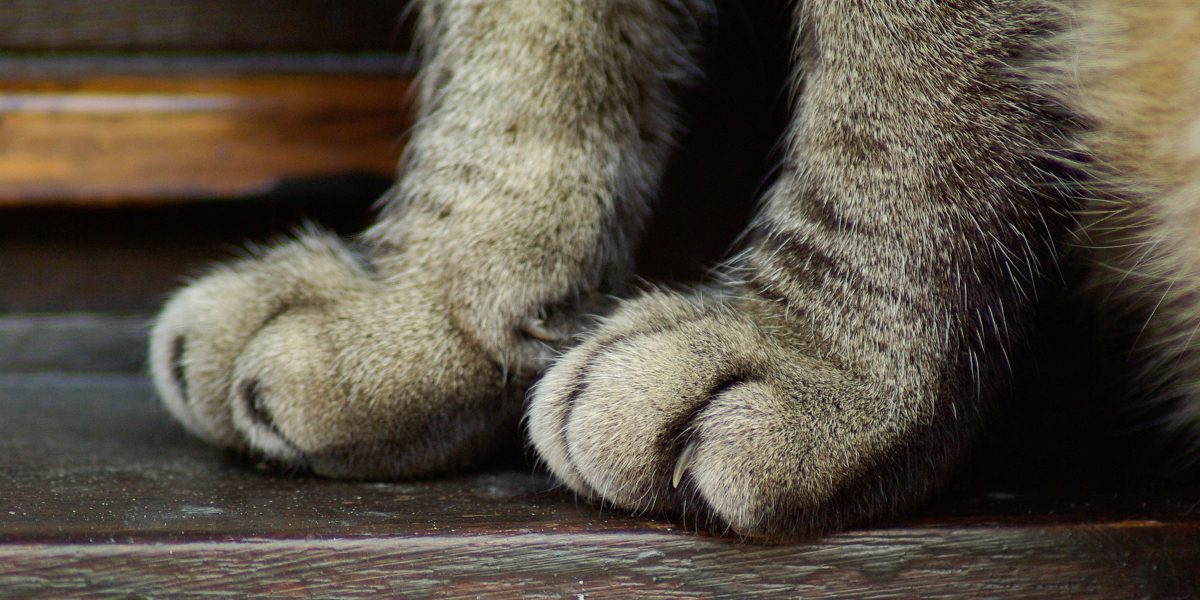 AAFP end elective declawing procedures for Cat Friendly Practices