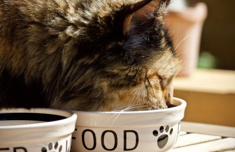 The evidence for frequent feeding of cats to promote positive welfare