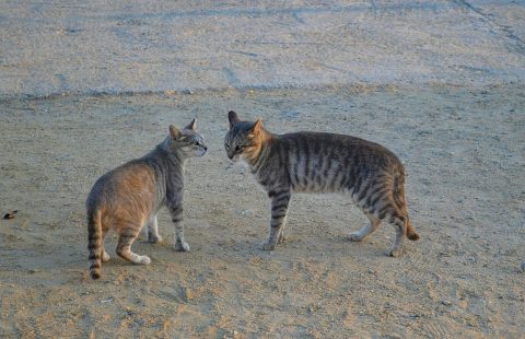 Lost in translation: has our selective breeding of cats limited their ability to communicate?