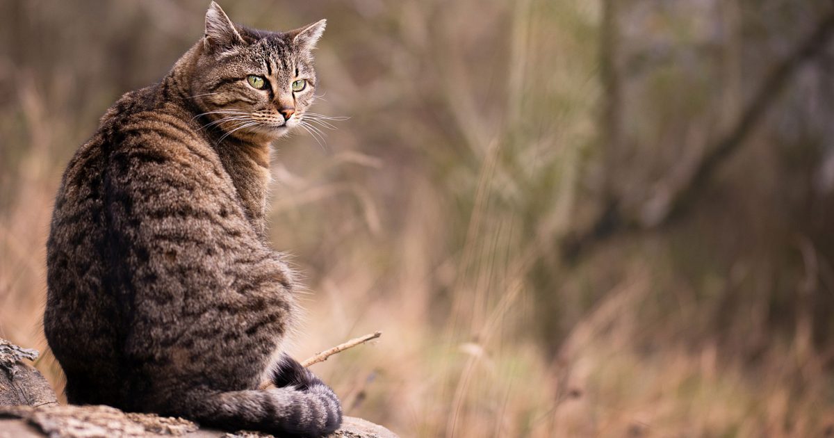 Living with a Deaf Cat: Tips for Clear Communication - II. Providing a secure outdoor space for exploration