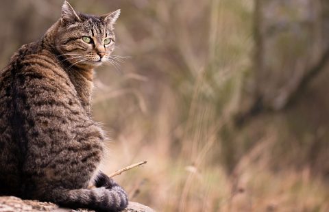 Interview with Leila Garcia about her experience with a deaf feral cat called Spirit